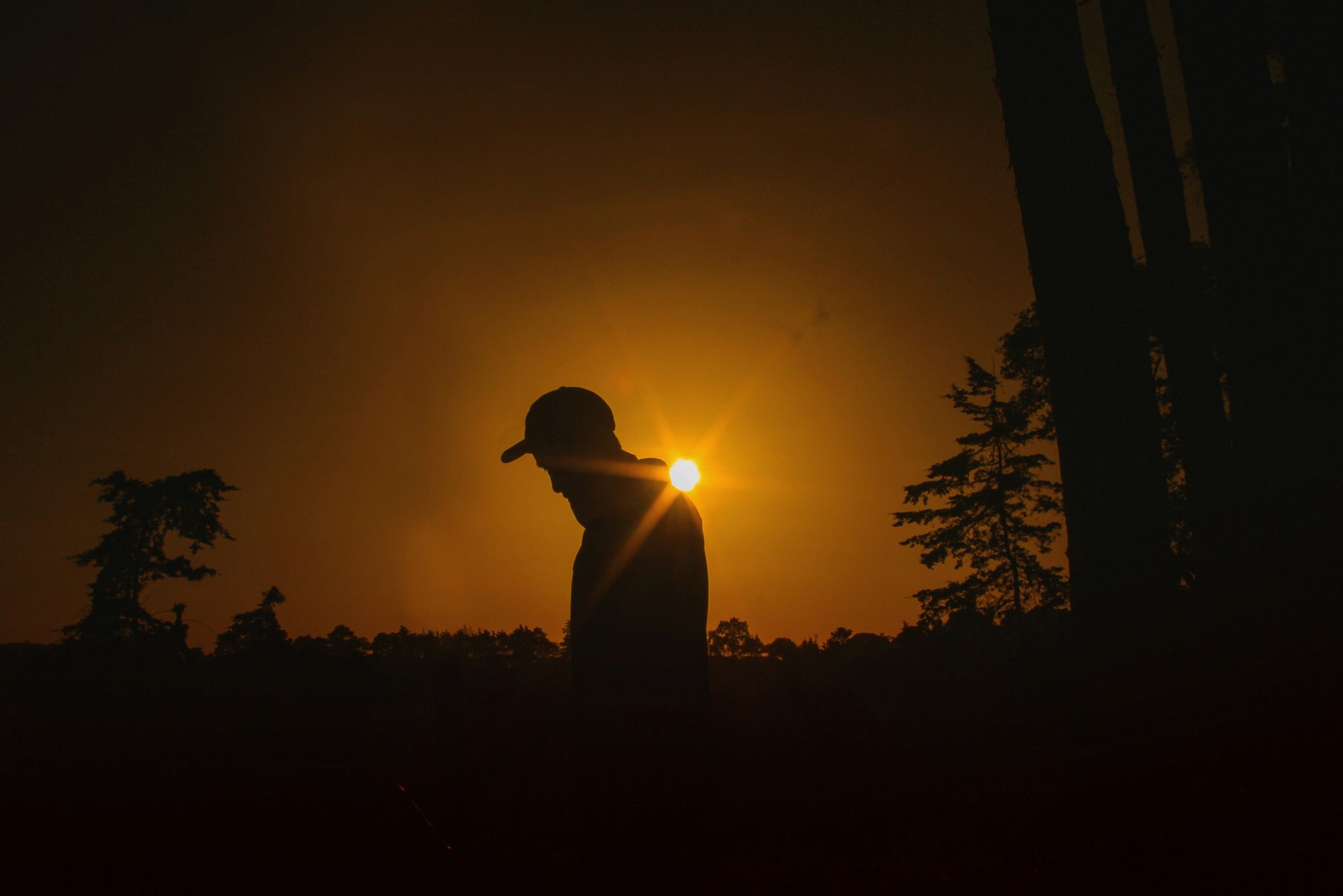 Forêt québécoise dans la lumière du soir